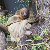 Charleston Anteater Sloth and Exotics coupons